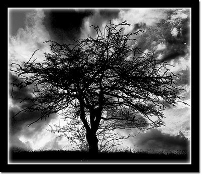 Dead tree (B/W ver)