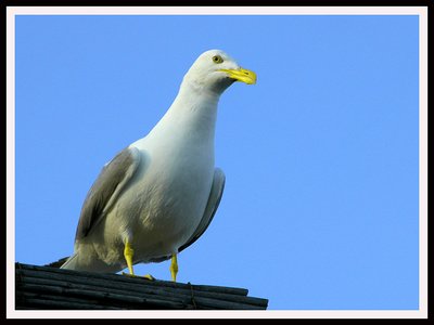 Gull