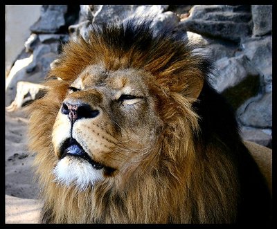 King of the animals