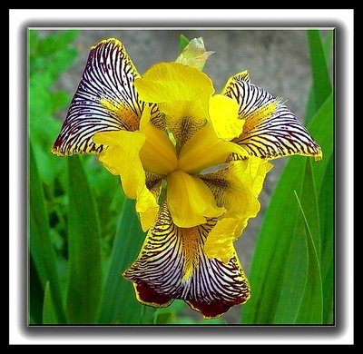 Garden Yellow Iris!