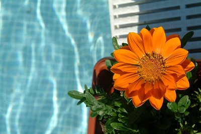 A Flower in the Pool