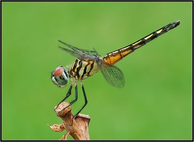 Blue Dasher (Female)