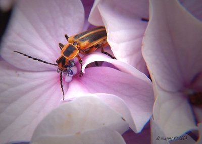 Bug in a Bush