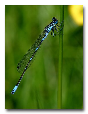 The dragon-fly