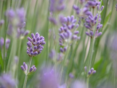 Lavender