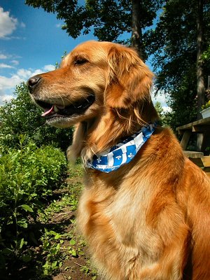 Golden Retriever