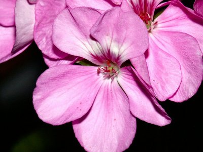 Pink Geraniums