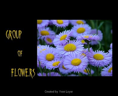 Group Of Flowers