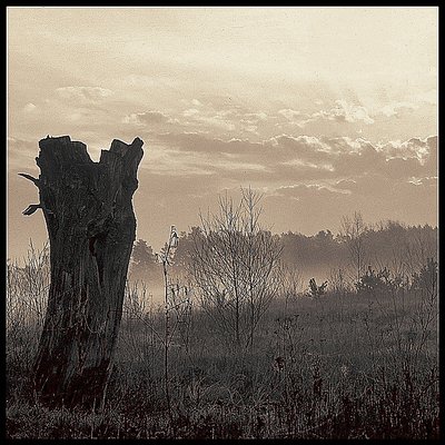 morning over the young forest