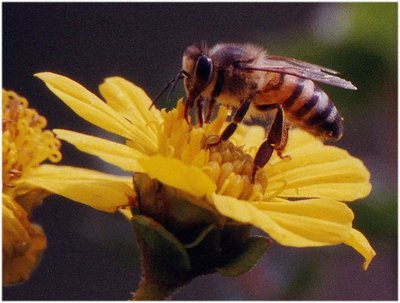 Bee #1