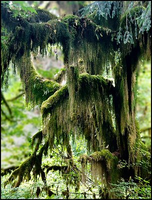 Hall of Mosses...