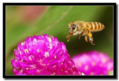 Flying to the flowers