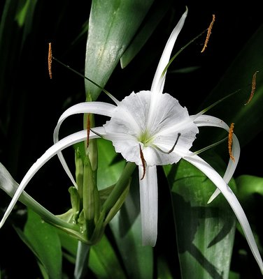 Spider Lily