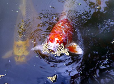 the koi vacuum 