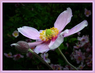 Pink Anemone