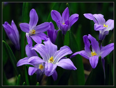 Early spring beauties