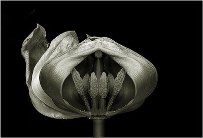 Toned Tulip