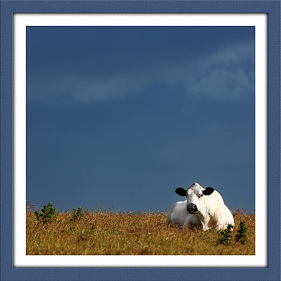 Cow at rest