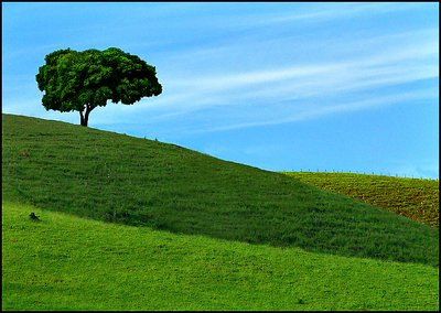 Tree on the Hill