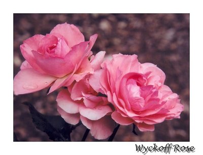 Wyckoff Rose