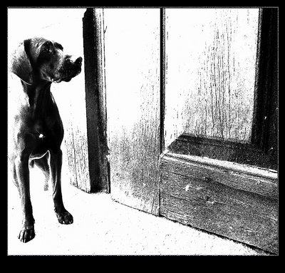 dog in the church door