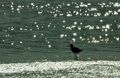 solitary shore bird