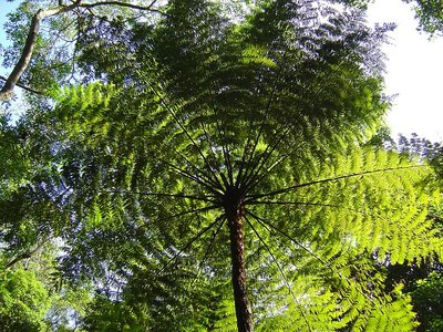 Samambaia-Açu (Brazilian giant fern)