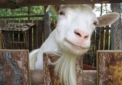 Old and wise billy goat :-)