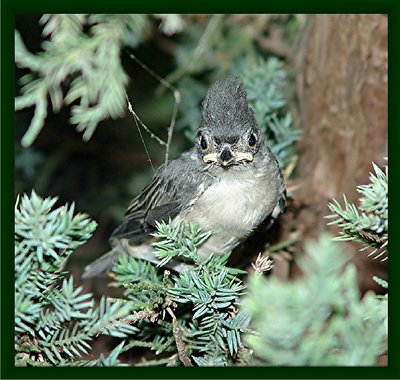 Baby Titmouse