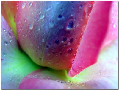 I found the end of the rainbow... in my rose...