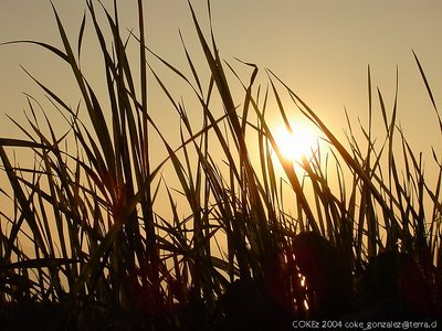 Wild Grass