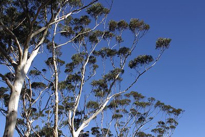 Gumtrees