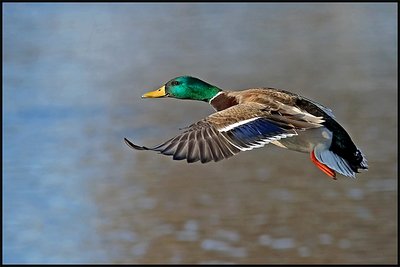 Smiling one winged Duck