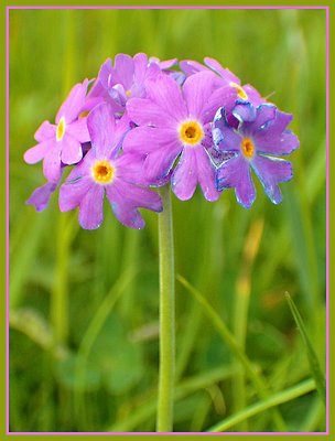 Wild Primula