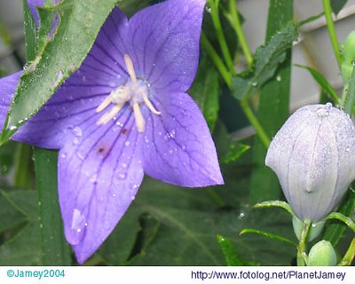 Baloon Flower