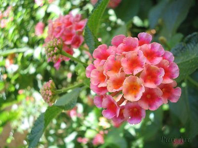 "Flores ao Amanhecer" - "Morning Flowers"