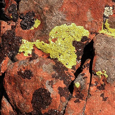 Lichen