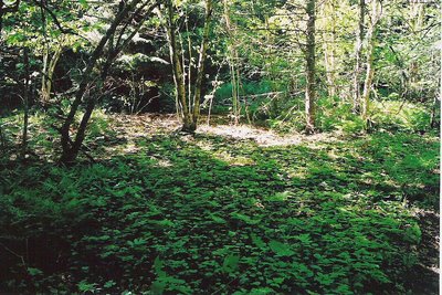 Fern Field