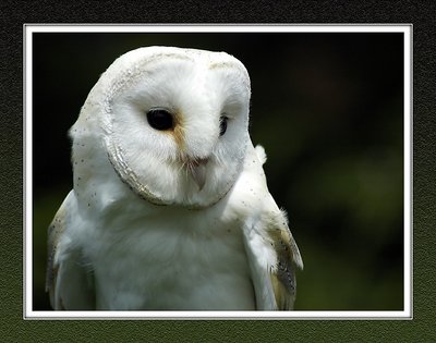 Barn owl