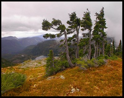 Whipped Yellow Cedars