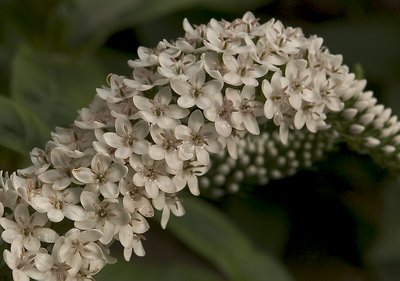 Floral Cascade