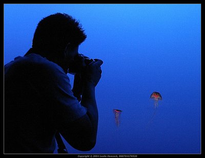 Jellyfish