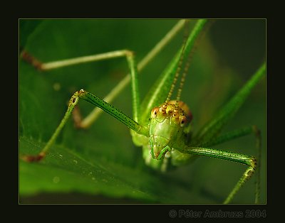 Face to Face