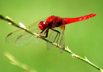 Red Dragonfly