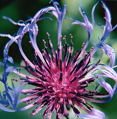 Firework flower