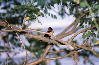 Barn Swallow #3