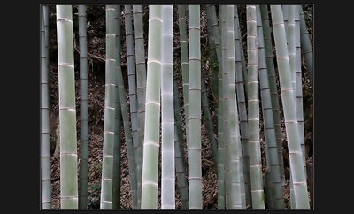 bamboo rythm