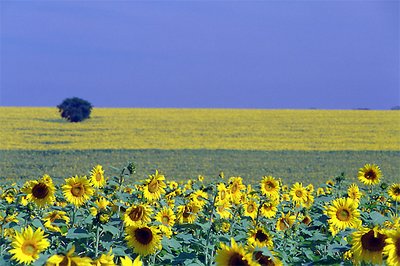 SUNFLOWERS