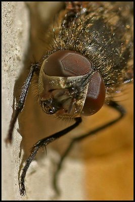 Eyes of a fly