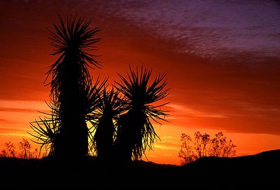 Yucca Sunrise